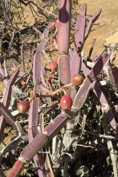 Desert rose - Adenium obesum