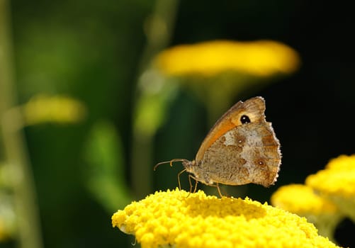 No meadow bird