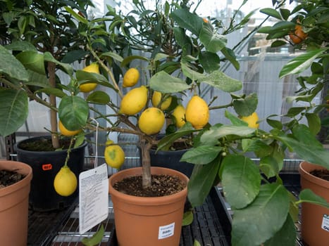 one small three with many lemon on for sale