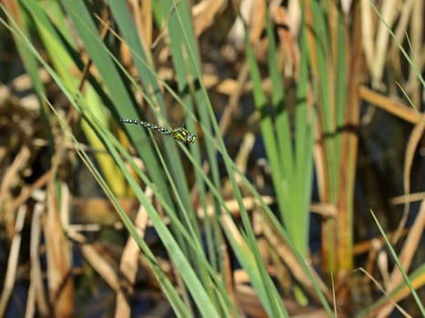 Male blue-green mosaic maiden (Aeshna cyanea) in flight