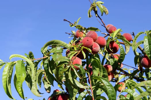A peach tree. Juicy ripe peaches on a tree