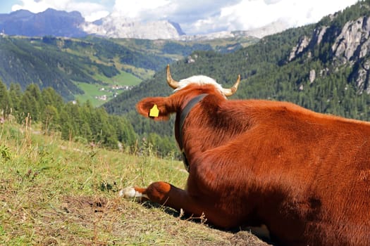 A Simmental cattle enjoys the view in the mountains. Simmental cattle in the high mountains of the Alps