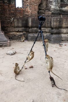 Funny photography with climbing monkeys on the tripod