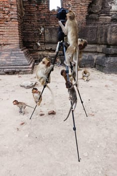 Funny photography with climbing monkeys on the tripod