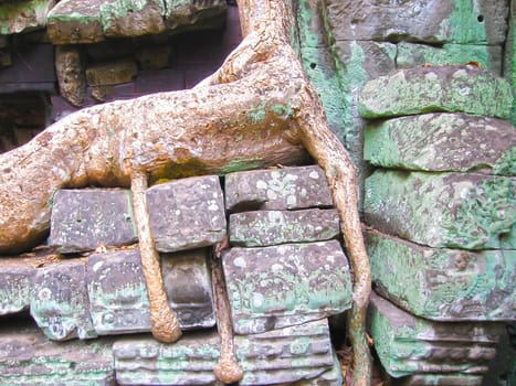 The picture of Ta Prohm Temple, Angkor, Cambodia