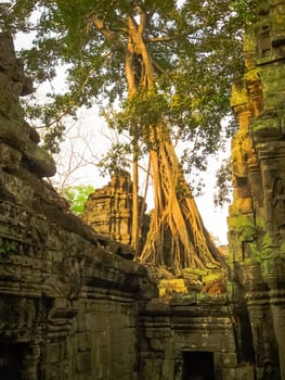 The picture of Ta Prohm Temple, Angkor, Cambodia