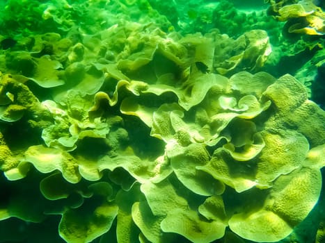 The green coral reef in tropical sea, underwater.