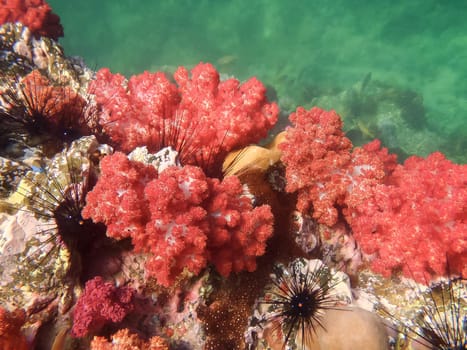 The colorful coral reef with sea urchin in tropical sea, underwater.