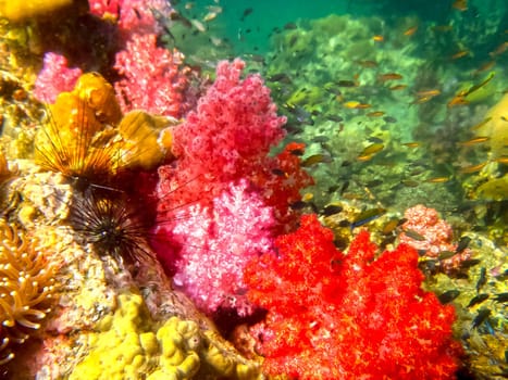 The colorful coral reef with sea urchin in tropical sea, underwater.