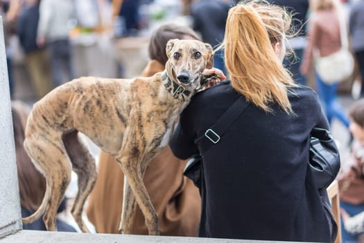 Italian Greyhound dog with his female owner on urban street event.