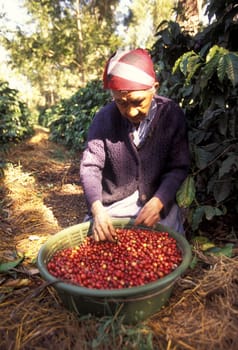 a coffee plantation neat the city of Antigua in Guatemala in central America.