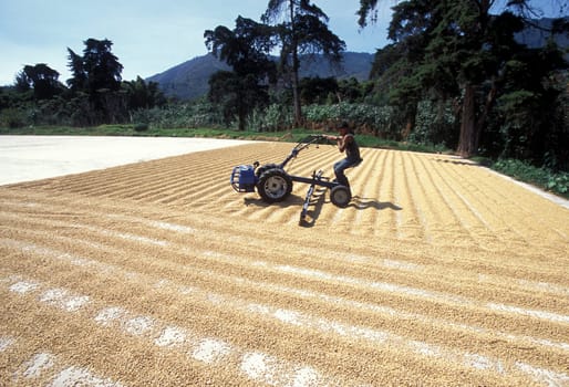 a coffee plantation neat the city of Antigua in Guatemala in central America.