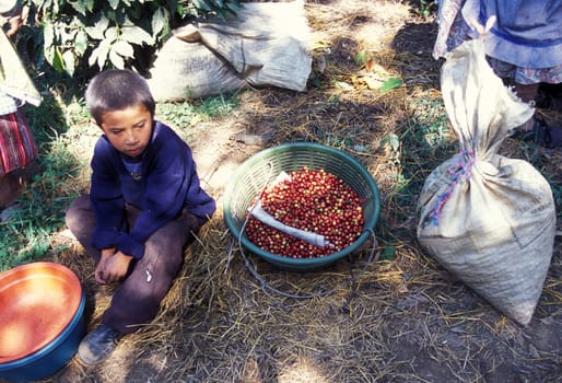 a coffee plantation neat the city of Antigua in Guatemala in central America.