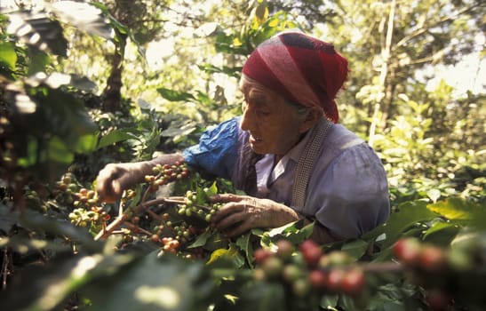 a coffee Plantation of finca near the city of Antigua in Guatemala in central America.