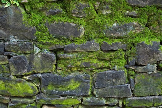Old gray stone wall with green moss texture background close up