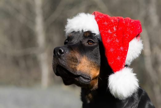 Santa Dog