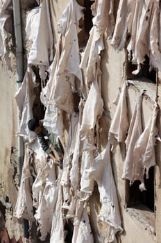 The Leather production in the old City in the historical Town of Fes in Morocco in north Africa.