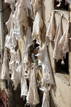 The Leather production in the old City in the historical Town of Fes in Morocco in north Africa.
