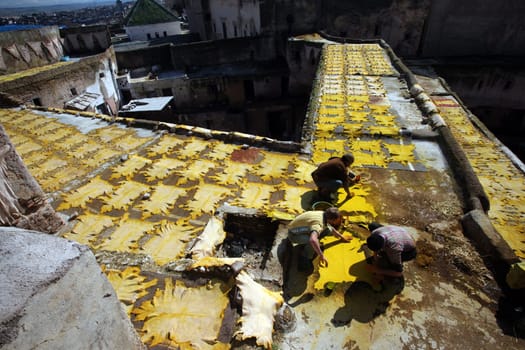 The fresh Leather gets dry on the sun near Leather production in front of the Citywall in the old City in the historical Town of Fes in Morocco in north Africa.