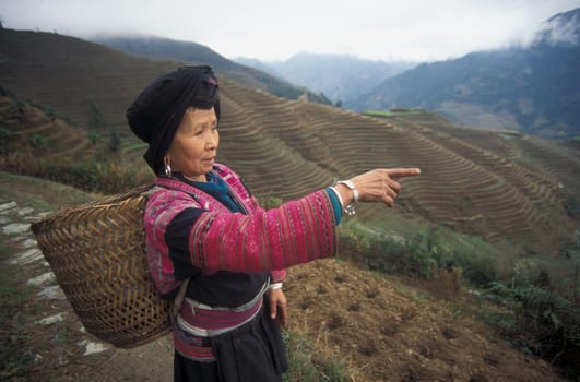 a farmer women in the rice fields of the village of Longsheng in the province Guangxi in south of China.