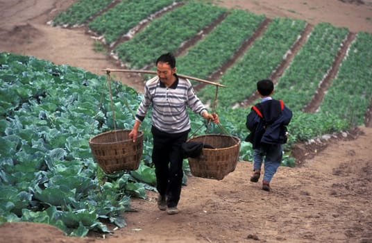 agroculture in the village of fengjie at the yangzee river in the three gorges valley up of the three gorges dam project in the province of hubei in china.
