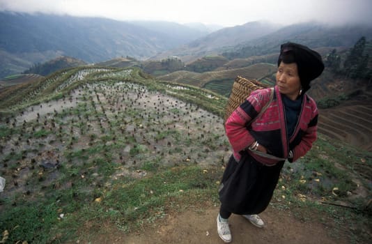 a farmer women in the rice fields of the village of Longsheng in the province Guangxi in south of China.
