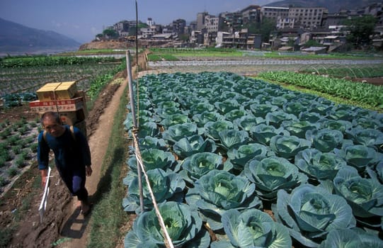 agroculture in the village of fengjie at the yangzee river in the three gorges valley up of the three gorges dam project in the province of hubei in china.