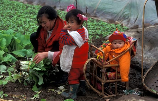 agroculture in the village of fengjie at the yangzee river in the three gorges valley up of the three gorges dam project in the province of hubei in china.