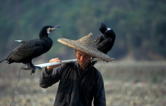 a fishing menn in the landscape at the Li River near Yangshou near the city of Guilin in the Province of Guangxi in china in east asia.