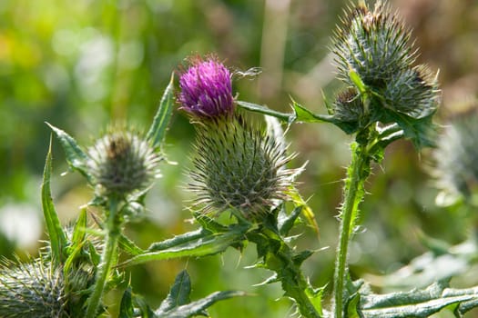 wild Irish thistle growing in the countryside fields