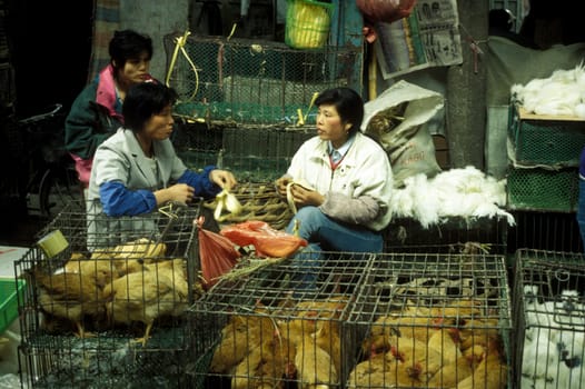 the animal Market in the city of Canton or Guangzhou in the north of Hongkong in the province of Guangdong in china in east asia.