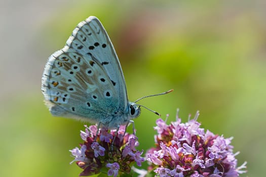 Silver-green blue
