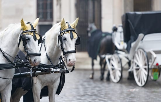 Pair of white horses and retro carriage on stefansplatz in Vienna, Austria. Europe travel.