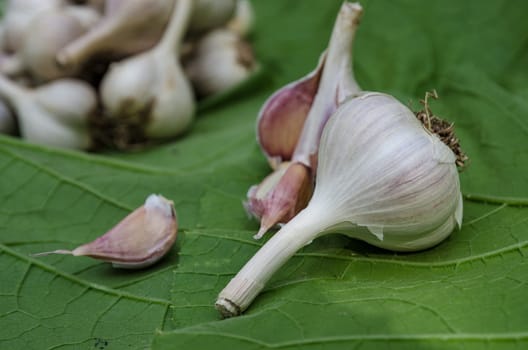 Harvest garlic in late summer in the garden
