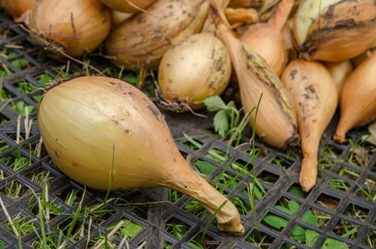 Large crop of onions in the late summer closeup outdoors