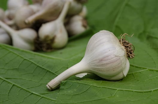 Harvest garlic in late summer in the garden