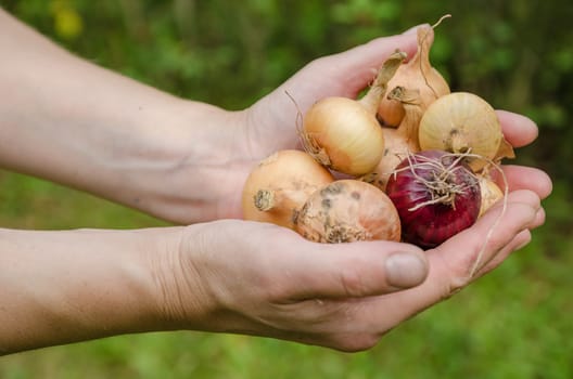 Large crop of onions in the late summer closeup outdoors