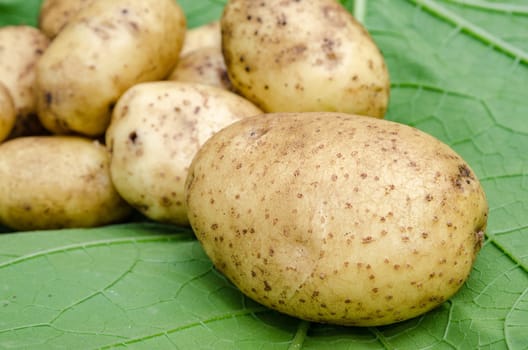 Potato crop large tubers for salad leaf closeup