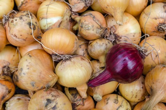 Large crop of onions in the late summer closeup outdoors