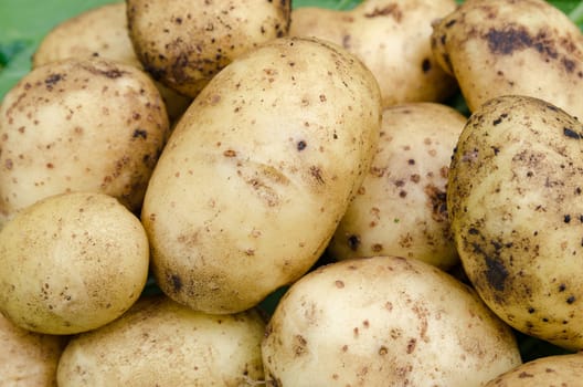 Potato crop large tubers for salad leaf closeup