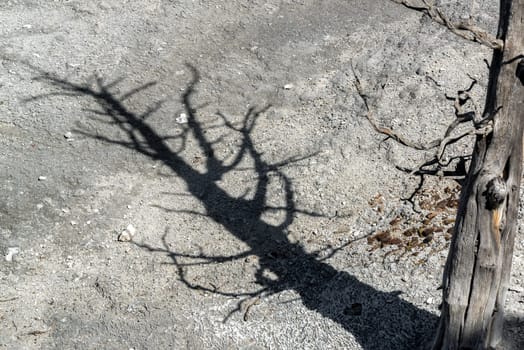 Dead tree casting a shadow in Mammoth Hot Springs in Yellowstone National Park