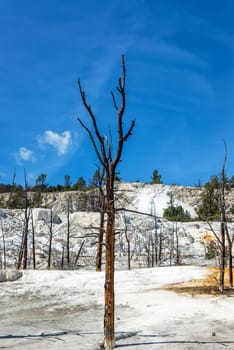 Vertical view of dead barren trees in Mammoth Hot Springs in Yellowstone National Park