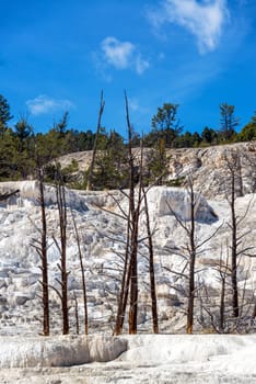 Forest of dead trees in Mammoth Hot Springs in Yellowstone National Park