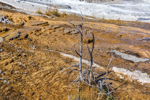 Small dead tree on a terrace at Mammoth Hot Springs in Yellowstone National Park
