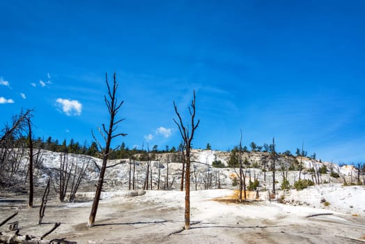 Dead barren trees at Mammoth Hot Springs in Yellowstone National Park