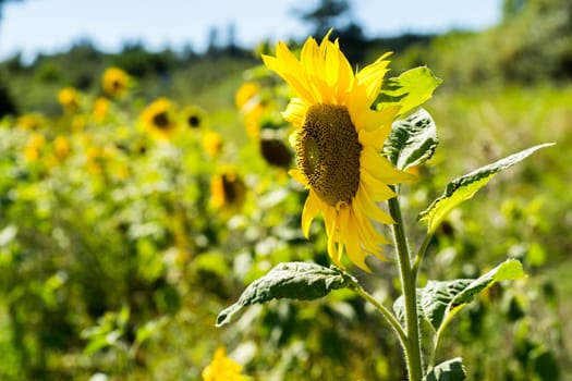 Sunflowers in full bloom in the sunshine