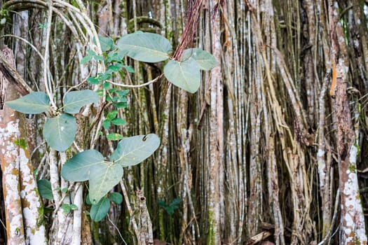 Banyan tree growing in the tropical Cuba