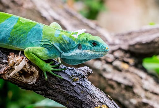 Fiji Banned Iguana sitting on a Branch