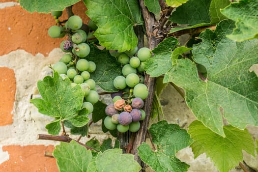 Grape clusters growing up the hot wall