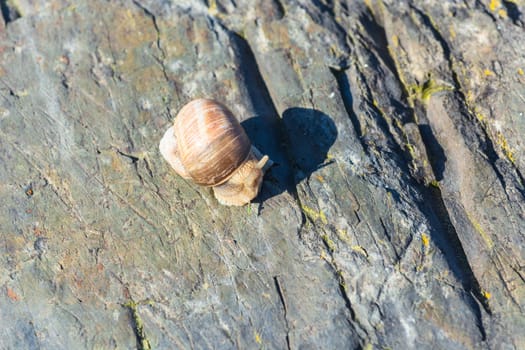 Close-up of a Burgundy snail on a stone,also known as a Roman snail.